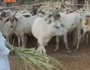 Gau Katha Ep-7 (Naimisharanya Sitapur) Part-1